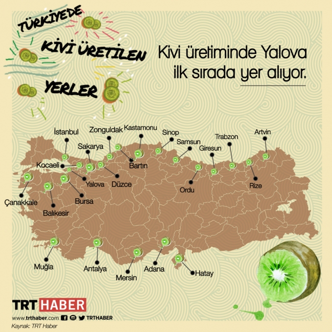 Türkiye’de 2018’de yaklaşık 62 bin ton kivi üretildi